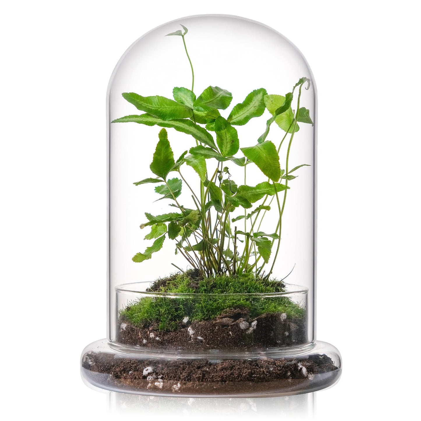 WHJY 8 inches Glass Cloche for Indoor Plants Small Terrarium Glass Cloche with Base Mini Cloche Dome with Base for Display Home Decor