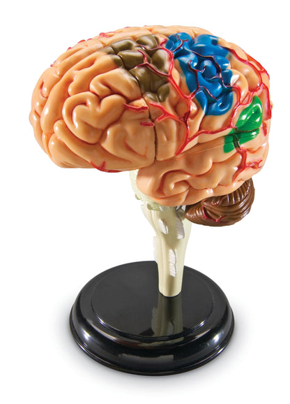 Learning Resources Brain Model - Anatomy and Science Classroom Must Haves, Neuro Health and Human Body Model, STEM Study Tools, Back to School Kits, Homeschool Gifts for Students