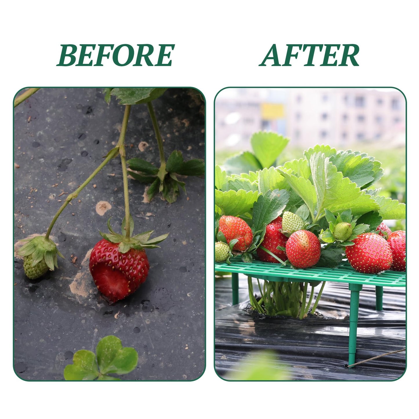 Richaa 10 Pcs Square Strawberry Plant Support, Strawberry Plants Holder with 4 Legs, Strawberry Plant Protector for Garden Growing Kit