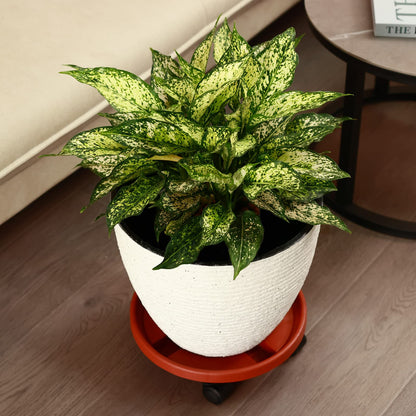 3 Pakcs Large Plant Caddy with Wheels 15.8" Rolling Plant Stands Heavy-duty Plastic Plant Roller Base Pot Movers Plant Saucer on Wheels Indoor Outdoor Plant Dolly with Casters Planter Tray Red