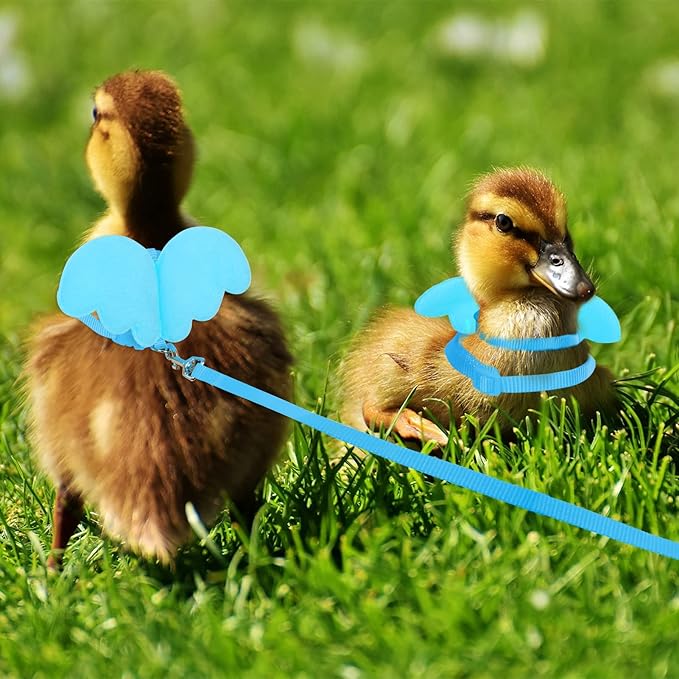KAMA BRIDAL Duck Walking Harness and Leash Chicken Duck Outdoor Training Rope Adjustable Rope for Pet Poultry Hen Cock (XS, Blue)
