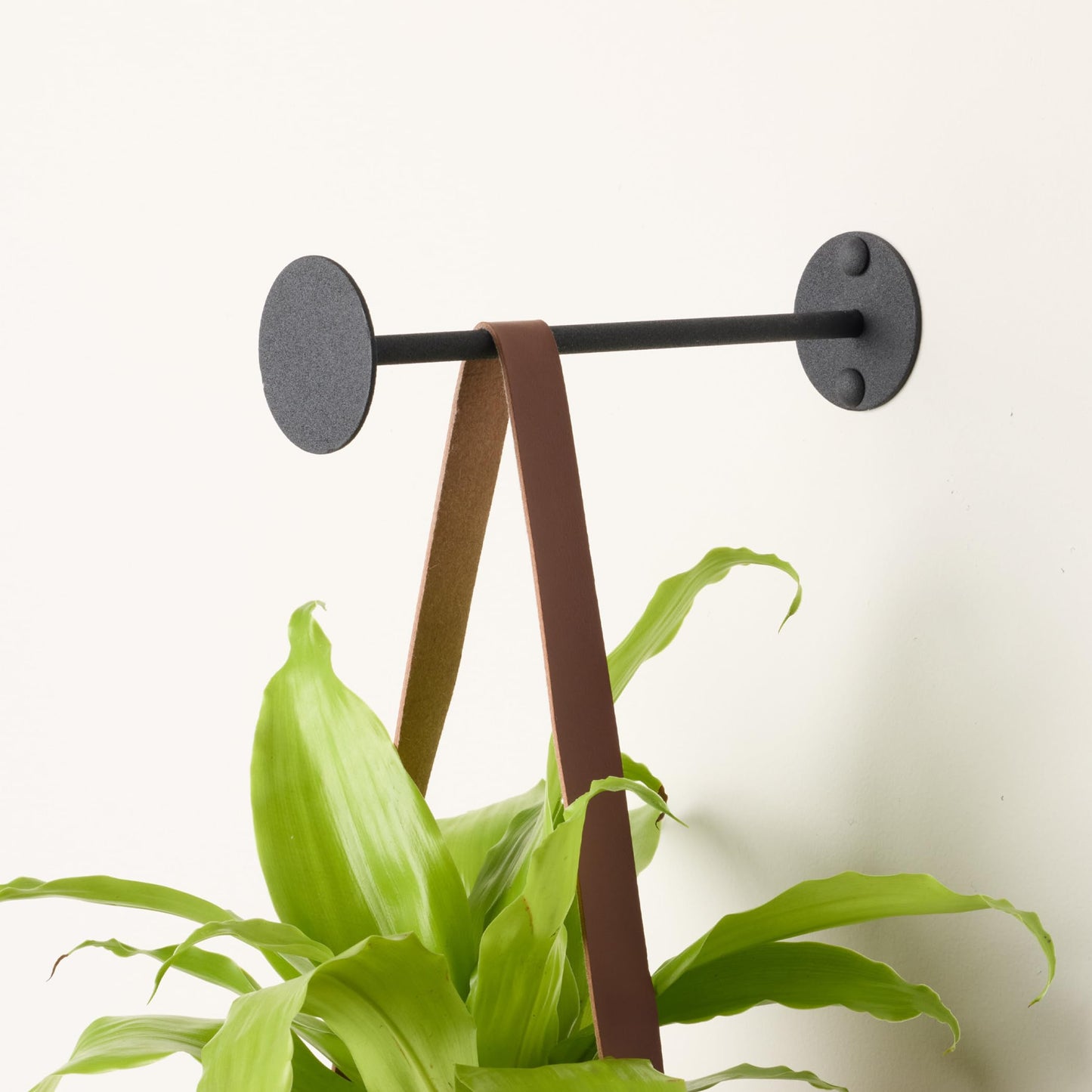 Bloem Revel 8" Indoor Metal Plant Wall Hanger - Easy Install, 15 lb Weight Capacity, Installation Kit Included, Decorative Wall Hook for Hanging Plants, Black
