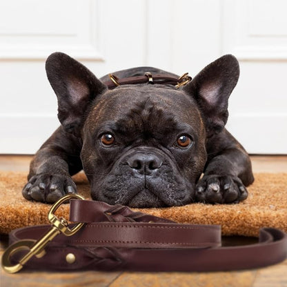 Heavy Duty Genuine Leather Dog Collar and Leash Set - 5ft Soft and Durable With Metal Buckle - Adjustable, Compatible for Large Dogs