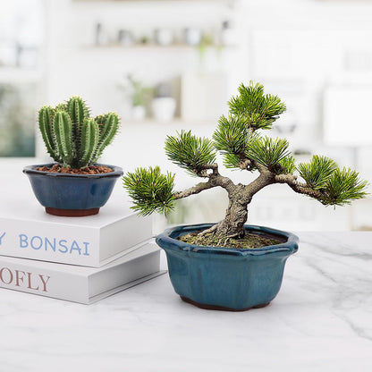 Bonsai Planter Succulent 5" Small Glazed Pots, Value Set of 2 + 4 Soft Mesh Drainage Screens