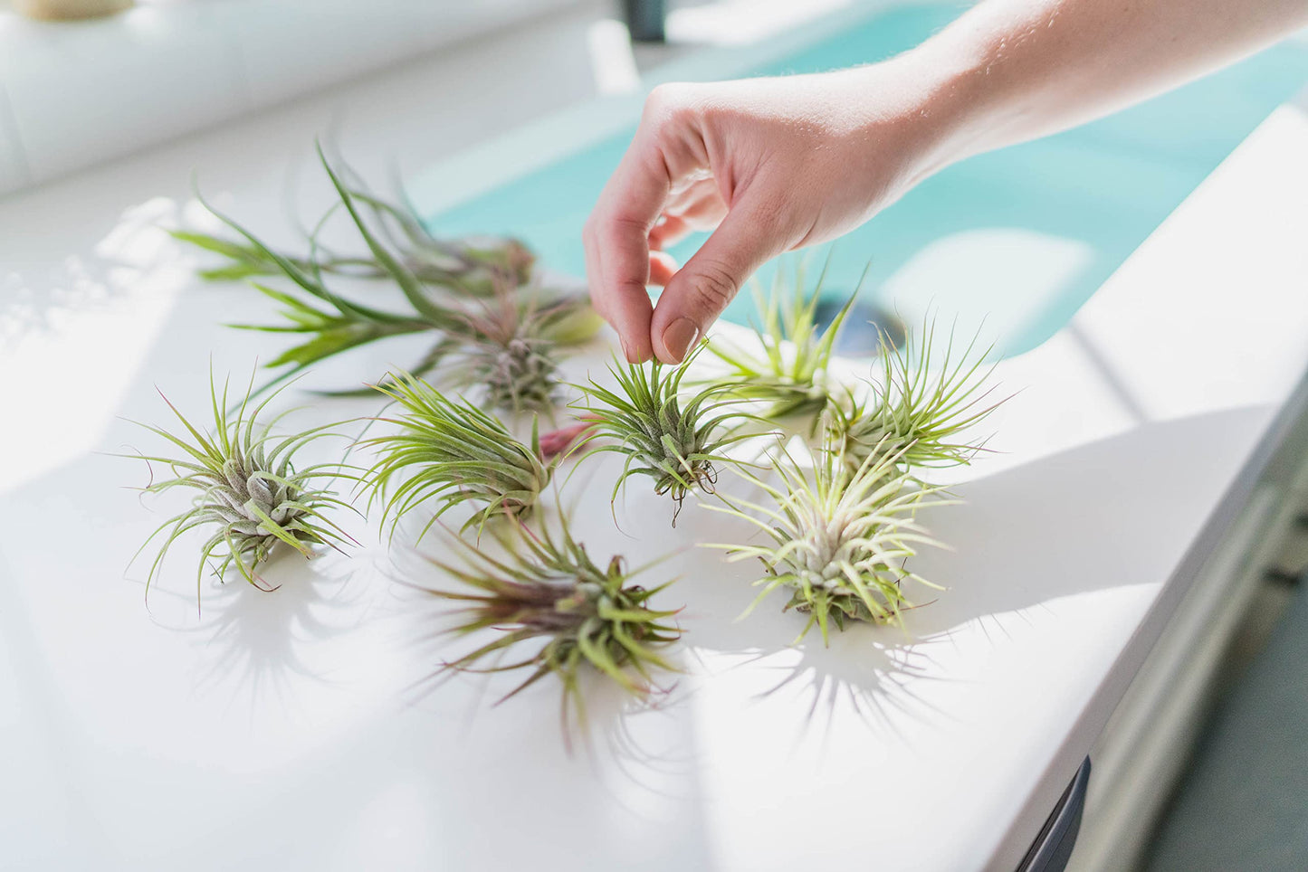 White Ceramic Wall Planter Assorted Air Plants - Live Tillandsia in Holder Succulents Vase - Home & Garden Decor - Easy Care (3 Small Planters with 3 Air Plants)