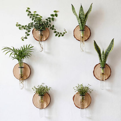 Chumia 6 Pcs Plant Propagation Stations Wall Hanging Planter Glass Plant Propagation Station, Natural Wood Slices Stand for Home Office Decoration