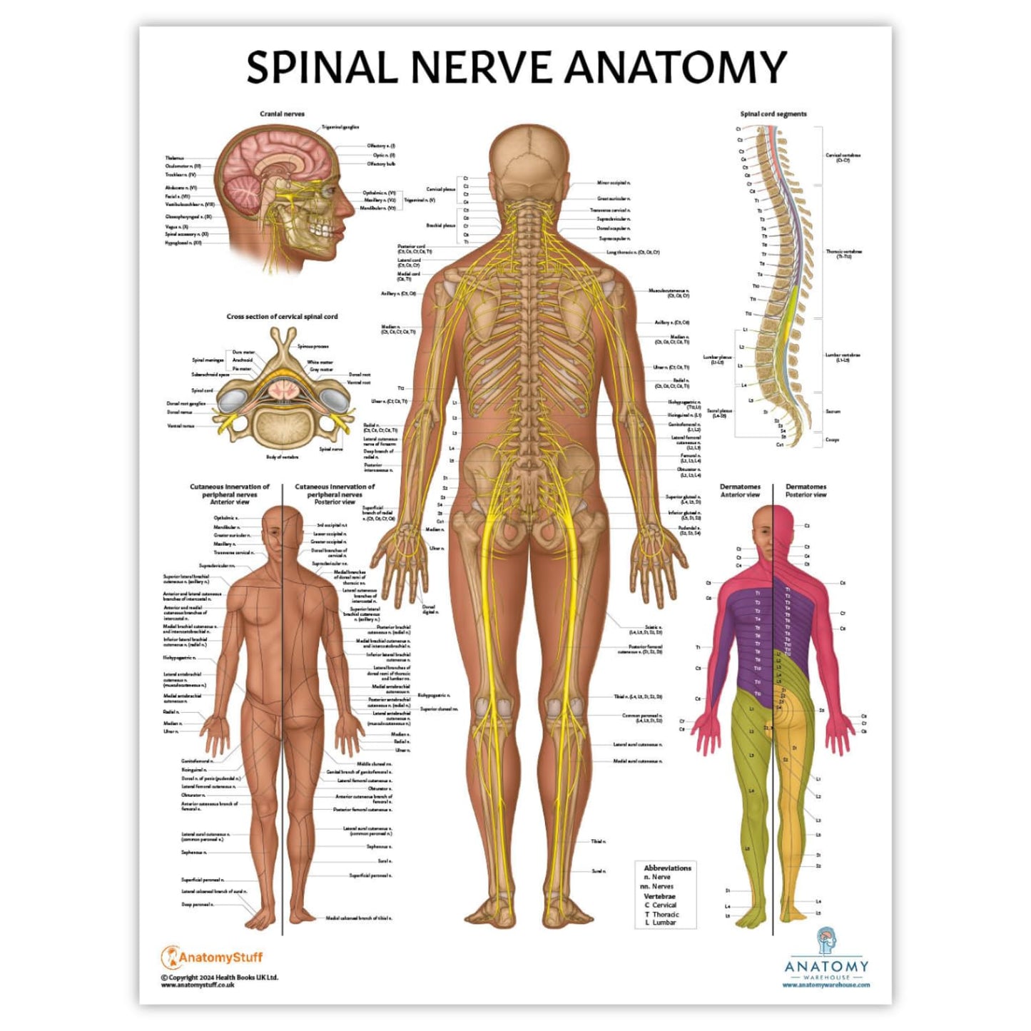 Anatomy Lab Muscular, Skeletal, Ligaments of the Joints, and Spinal Nerves Human Anatomy Poster Set - 4 PACK LAMINATED 17.3 x 22.5 Inches, Body System Bundle, Anatomy and Physiology