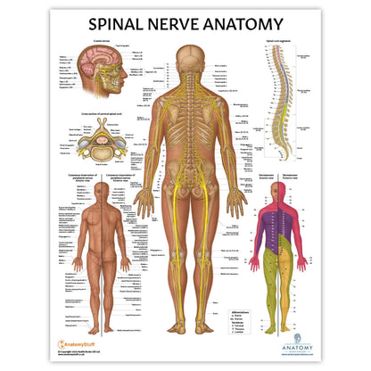 Anatomy Lab Muscular, Skeletal, Ligaments of the Joints, and Spinal Nerves Human Anatomy Poster Set - 4 PACK LAMINATED 17.3 x 22.5 Inches, Body System Bundle, Anatomy and Physiology