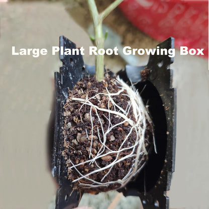 MAHIONG 20 PCS Plant Root Growing Box, 12cm 4.7 Inch Large Plant Root Grafting Ball, Reusable High Pressure Propagation Ball Rooter Boxes for Various Plants Growing Breeding