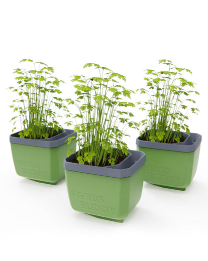 BUZZY Seeds Herb Buddy Self-Watering Herb Planter with Water Level Indicator – Indoor Kitchen & Windowsill Planter (Green)
