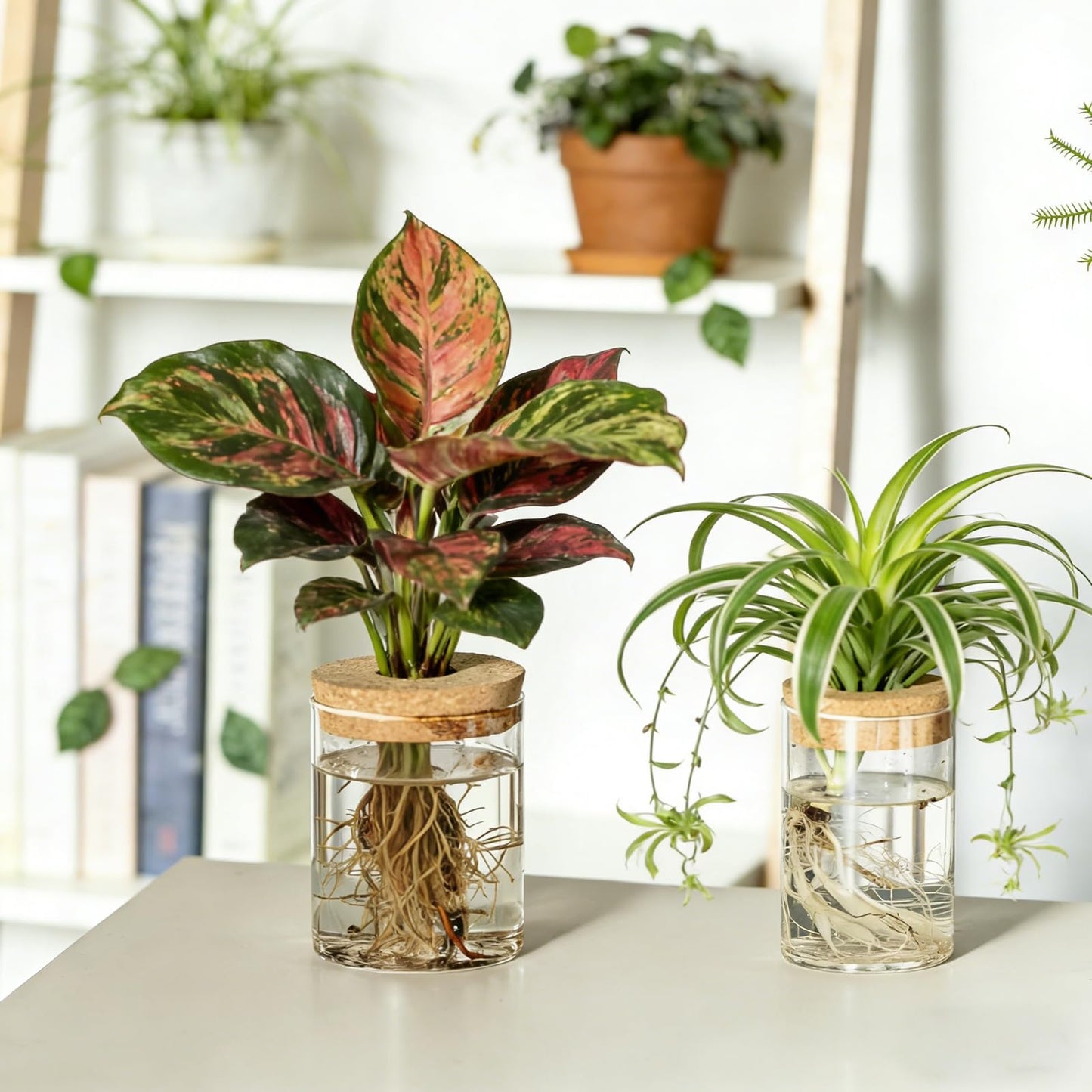 Dahey 4Pcs Glass Plant Propagation Stations Desktop Propagation Vases for Plants, 2 Large Planters Jars & 2 Small Pots Vases for Indoor Hydroponic Plant Cuttings, Living Room Home Office Bedroom Decor