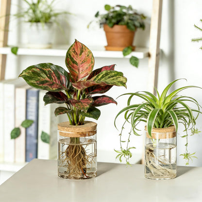 Dahey 4Pcs Glass Plant Propagation Stations Desktop Propagation Vases for Plants, 2 Large Planters Jars & 2 Small Pots Vases for Indoor Hydroponic Plant Cuttings, Living Room Home Office Bedroom Decor