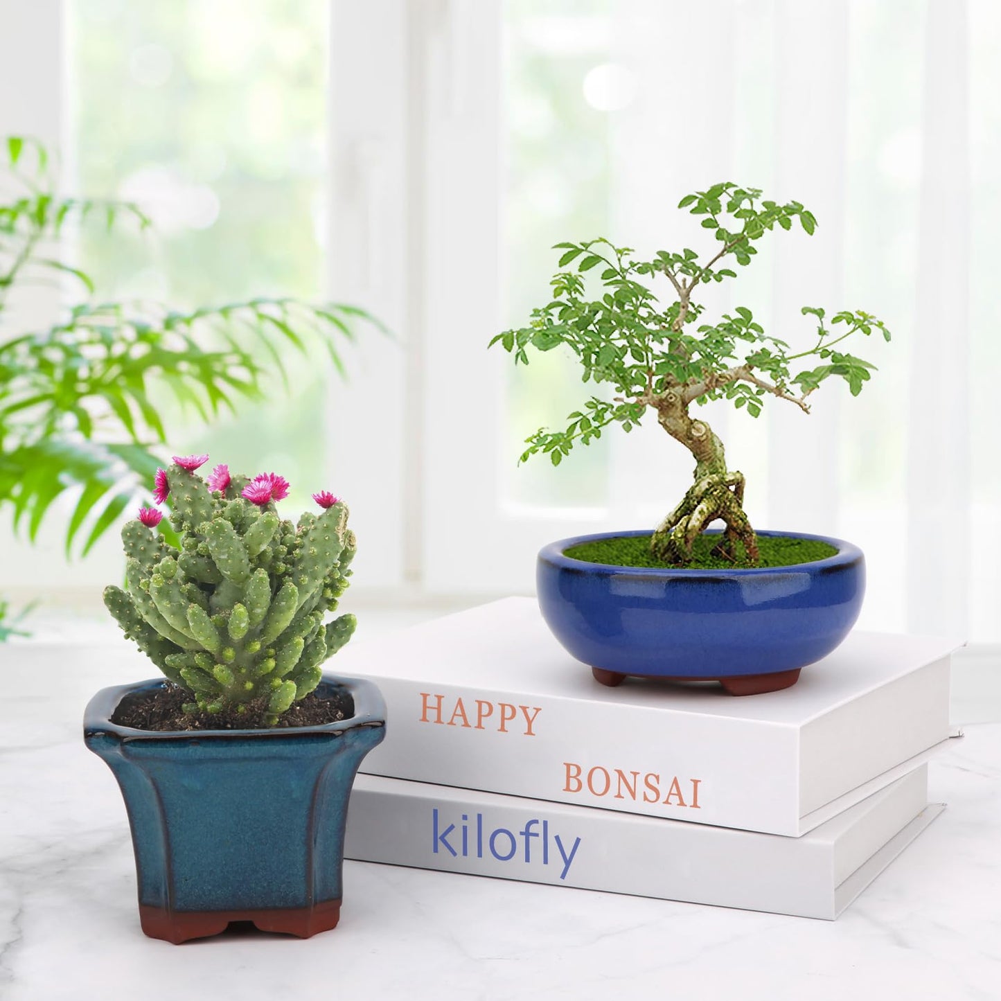 Bonsai Planter Succulent 4" Small Glazed Pots, Value Set of 2 + 4 Soft Mesh Drainage Screens
