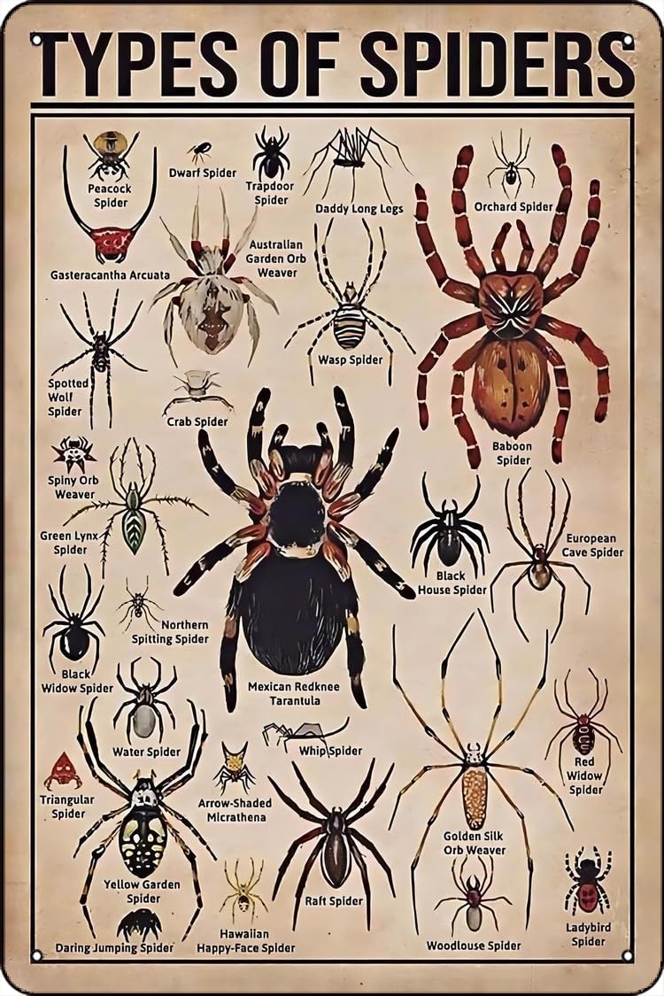 Types of Spiders Metal tin Sign Suitable for Insect Lovers, Study Rooms, Animal Crawl Spaces, Man cave 12 * 8 inch
