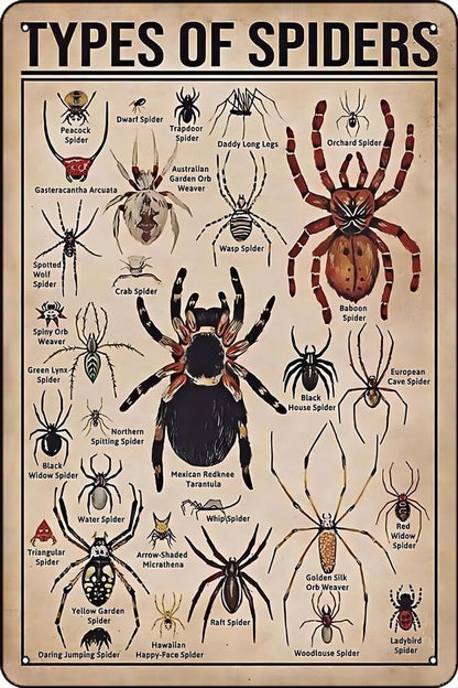 Types of Spiders Metal tin Sign Suitable for Insect Lovers, Study Rooms, Animal Crawl Spaces, Man cave 12 * 8 inch