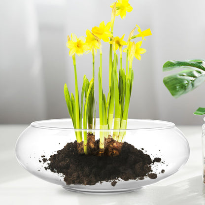 BESPORTBLE Glass Fish Bowl Vase - 2pcs Clear Shallow Bowl Planter Round Terrarium Hydroponic Planter Flower VAE for Plants Succulent Air Plant Candy Bowl, 15.00X15.00X6.00CM