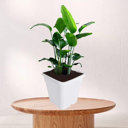 findmall 1 Gallon Square White Nursery Pots Plant Pots Grow Pots Nursery Container for Planting Soil Plants 10 Pcs