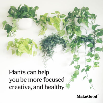 Make Good Virgo Wall Planters (Wide, Set of 6) - Easy to Water and Install - Lightweight - Design Your Own Vertical Garden - Melamine Plastic