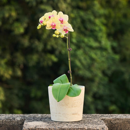 Ekirlin 7 Inch Natural Travertine Textures Plant Pot, Resin Outdoor Planter with Drainage Hole, Removable Rubber Stopper and Non-Slip Soft Pad,Weatherproof Decorative Pot for Indoor/Garden Plants