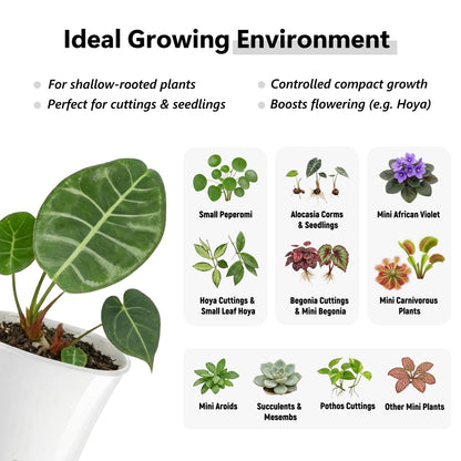 FYRIXONE 10 Pack 4" Self Watering Small White Plant Pots for Indoor Plants, Clear Inner Cup, Water Level Indicator, Drainage Holes & Wick, for Cuttings, Seedlings, Herb, African Violet, Hoya, Begonia
