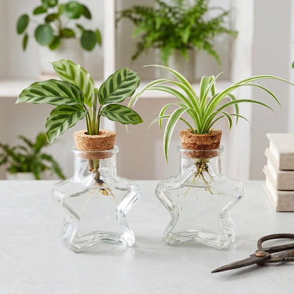 Threehoney 6 Pack Propagation Vases for Plants Glass Plant Propagation Station with Hole Lid Star Shape Hydroponic Vases Plant Growing in Water Hydroponic Home Office Table Decoration