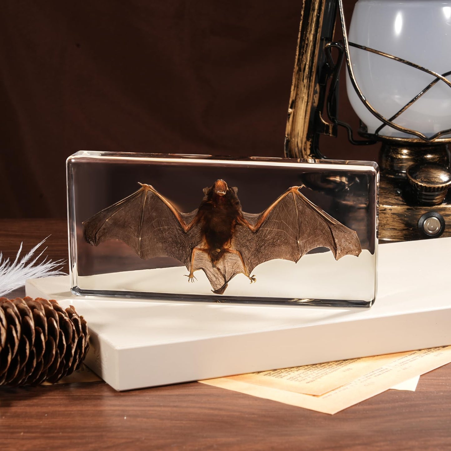 Taxidermy Bat, Real Bats Specimens High Quality Resin Animals for Science Classroom Science Education, Bat Decor Great Gift for Taxidermy, Animal Skull, Oddities, Biology (5.5x2.5x0.7 Inch)