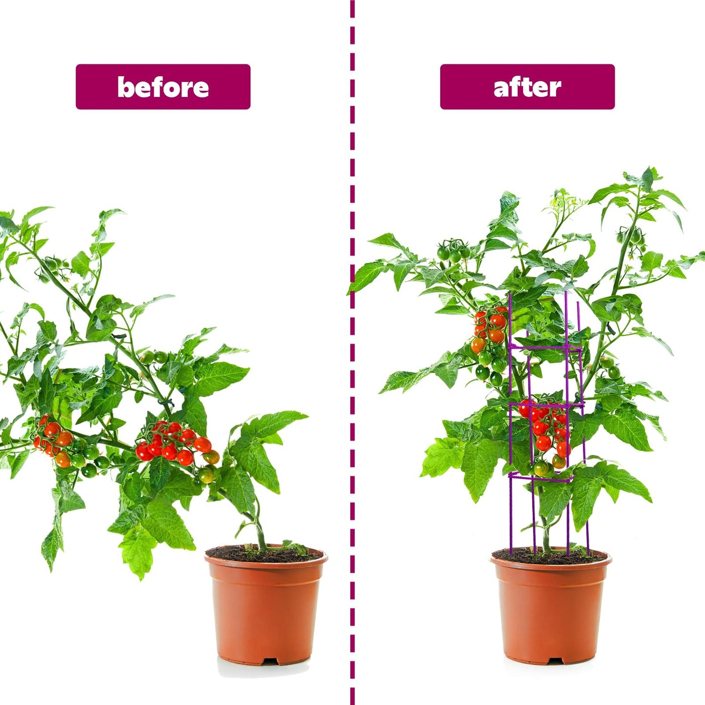 10 Packs Tomato Cages for Garden Support Up to 48" Tomato Plant Stakes Support with Adjustable Snap Arms Clips Plastic Coated Alloy for Outdoor Beans Potted Climbing Plant Supplies(Purple)