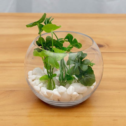 WGV Bowl Glass Vase Bulk, Diameter 8", Height 6", Open Width 5", (Multiple Sizes Choices) Clear Bubble Planter Terrarium Fish Bowl for Wedding Event Home Decor, 6 Pieces (VBW0008A)