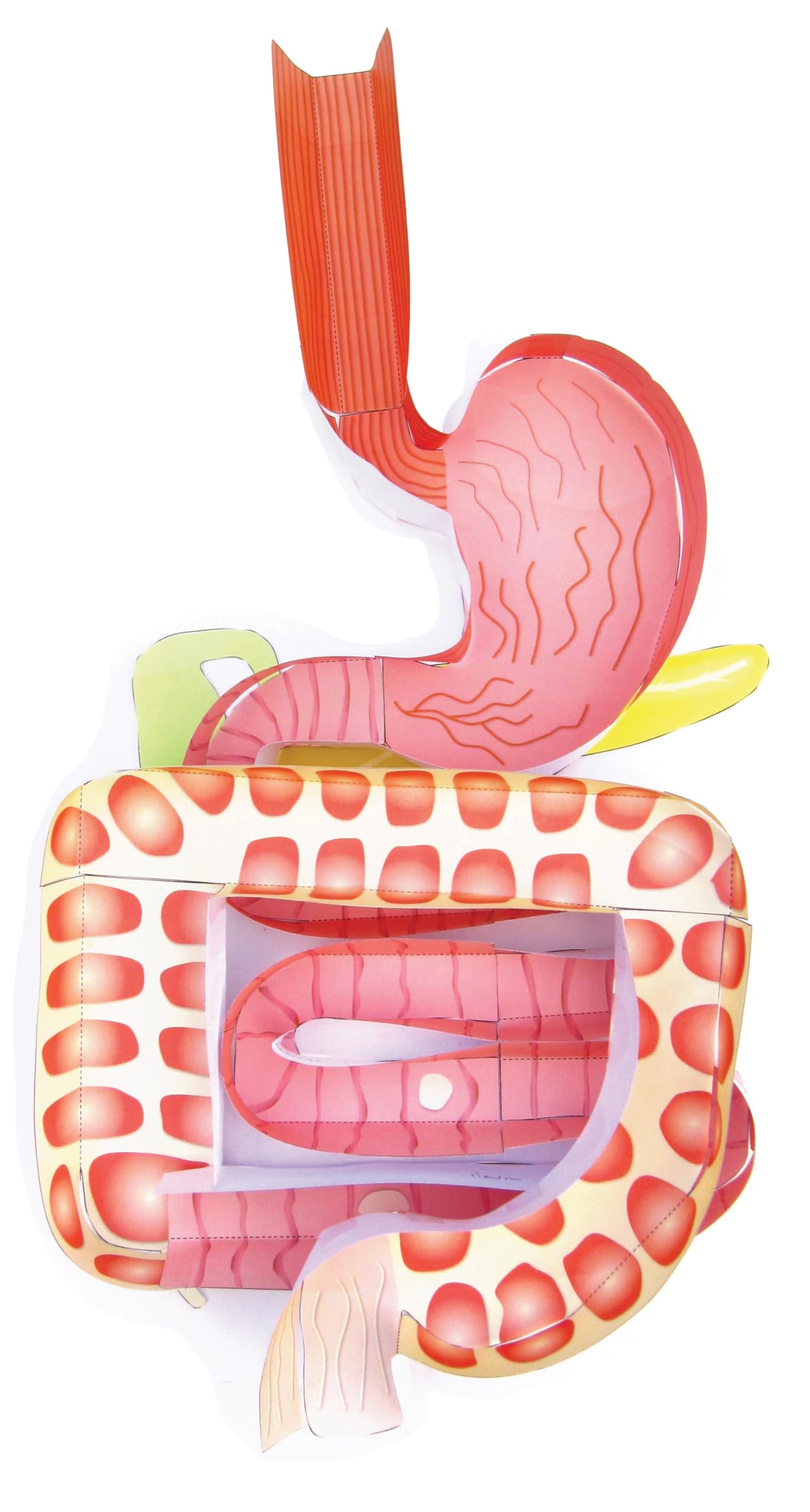 NewPath Digestive System 3-D Paper Model Making Kit - Individual Student Edition (24-7771)