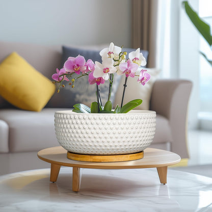EPFamily Succulent Pots 8 Inch - Ceramic Bonsai Planters for Indoor Plants, Plant Pot with Drainage Hole and Saucer, Shallow Round Flower Planter, Modern Room Decor, Gifts for Plant Lover, White