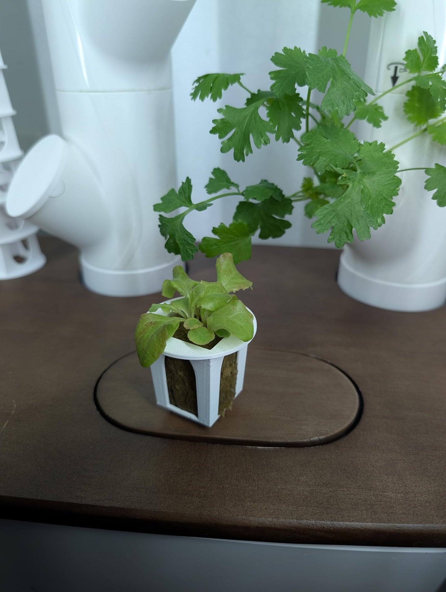 Grow Cubes for Hydroponic System/Compatible with Gardyn (10 Grow Cubes / 10 Mix caps)