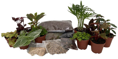 Hirt's Terrarium Kit with 10 Terrarium Plants in 2" Pots