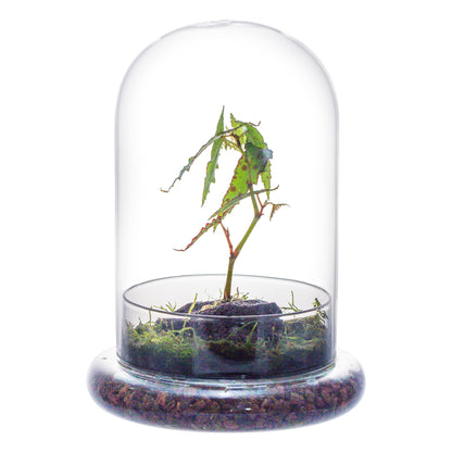 NCYP Glass Cloche Dome with Air Hole and Base, 5.9 x 5.9 x 8.2 Inches, Clear Terrarium Planter for Venus Flytrap, Small Plants, Home Indoor Tabletop Decoration (No Plants)
