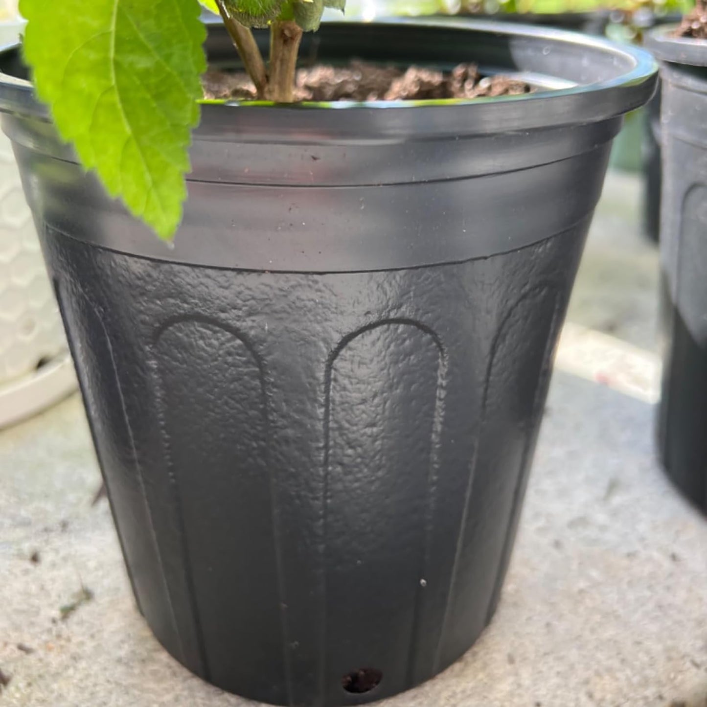 HAKZEON 25 Packs 1 Gallon Nursery Trade Pots, Black Plastic Plant Nursery Pots Round Planter Nursery Pot for Plants Flowers, Succulents, Vegetables, Seedling