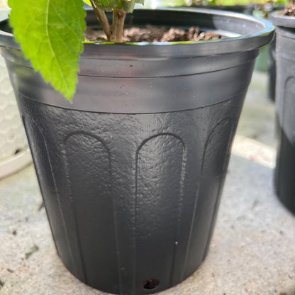 HAKZEON 25 Packs 1 Gallon Nursery Trade Pots, Black Plastic Plant Nursery Pots Round Planter Nursery Pot for Plants Flowers, Succulents, Vegetables, Seedling