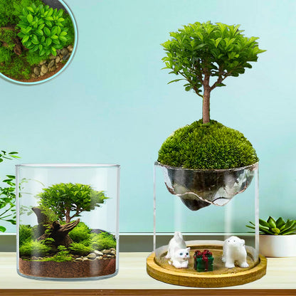 Plant Terrarium Kit, Christmas Birthday Gift for Gardener Women Mom Garden Lover | Home Office Decor