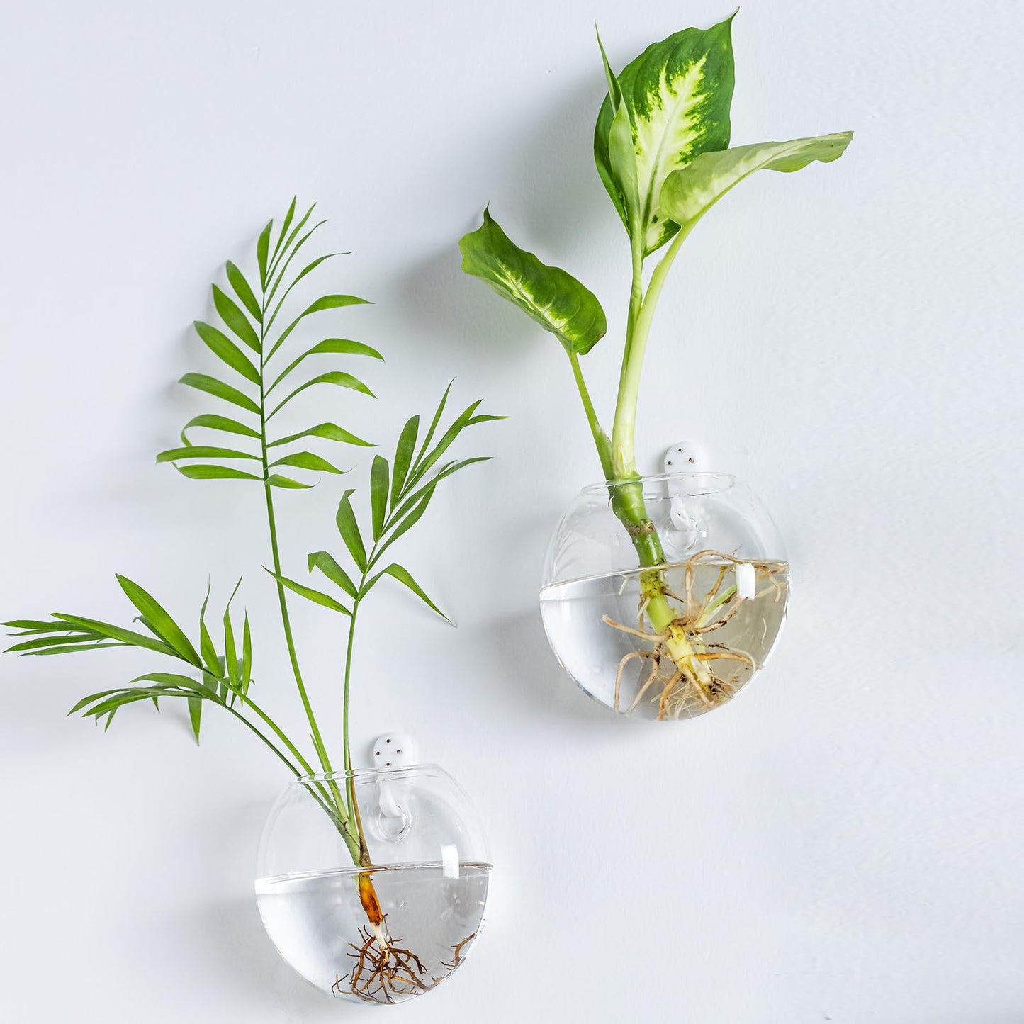 wangsdjy Wall Mount Plant Propagation Station - Clear Hydroponic Glass Vase, Oblate Planter for Indoor Plants | Perfect for Home, Office, Bathroom Decor | Gift for Plant Lovers (4)