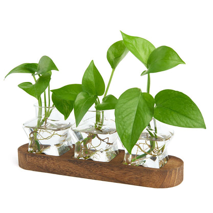 XXXFLOWER Plant Propagation Station with Wooden Stand,Air Plant Terrarium Starter Kits Star Vases for Flowers Plant Cutting Rooting Pots Indoor Hydroponic Glass Planter for Plant Lovers,3 Jars