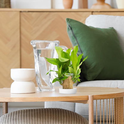 balacoo 2pcs Brazilian Wood Plant Pot: Ceramic Brazilian Wood Pallet Desk Flower Pots Plant Base ers Tabletop Tray Dish for Lucky