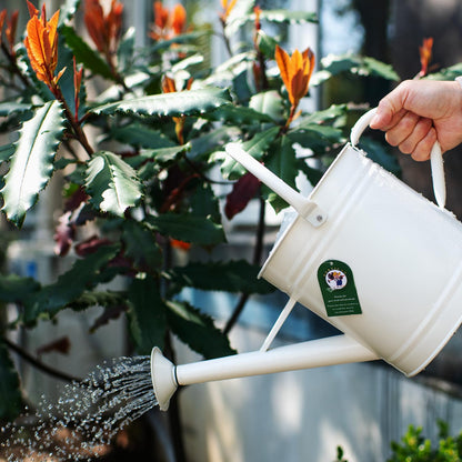 HORTICAN 1 Gallon Watering Can, Matte Cream, Metal Watering Can with Removable Spout, Galvanized Water can, Perfect Plant Water Can for Outddor and Indoor Use