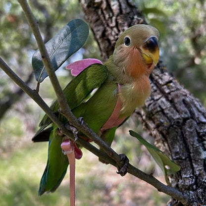 Pet Parrot Bird Harness and Leash, Adjustable Training Design Anti-Bite, Bird Nylon Rope with Cute Wing for Parrots, Suitable for Macaw Cockatoo Cockatiel Lovebird Conure African Grey (Green,S)