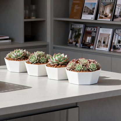 BovcTrraann 4 Pack Shallow Succulent Plant Pots with Tray and Drainage Holes, Shallow Planter for Indoor and Outdoor Gardening, Succulent pots for Succulents Cactus and Herbs (5.9 Inch)