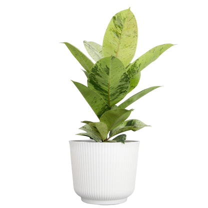 Ficus Shivereana 'Moonshine', Rare Rubber Trees, Unique Live Houseplant Decor in 6" White Pot, Easy Gift, Variegated Live Ficus Houseplants, Office & Decorative Plants by Plants for Pets