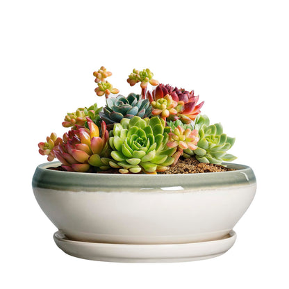 SQOWL Succulent Planters - 6 Inch Ceramic Bonsai Pots, Shallow Planter with Drainage Hole and Saucer, Round Planter for Indoor Outdoor, Cactus Succulent Pots, Desk Decor, Garden Gifts, Gray-Beige