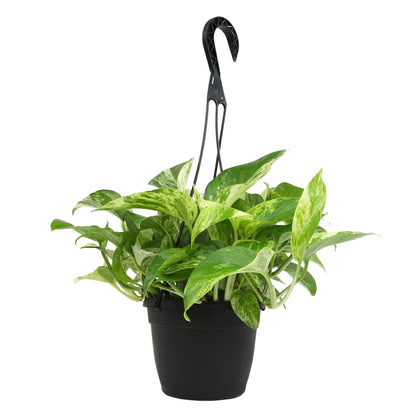 Variegated Marble Queen Pothos in 6" Hanging Basket with Detachable Hook, Live Plant Decor, Real Houseplant for Home or Office, Real Easy to Grow Houseplants by Plants for Pets