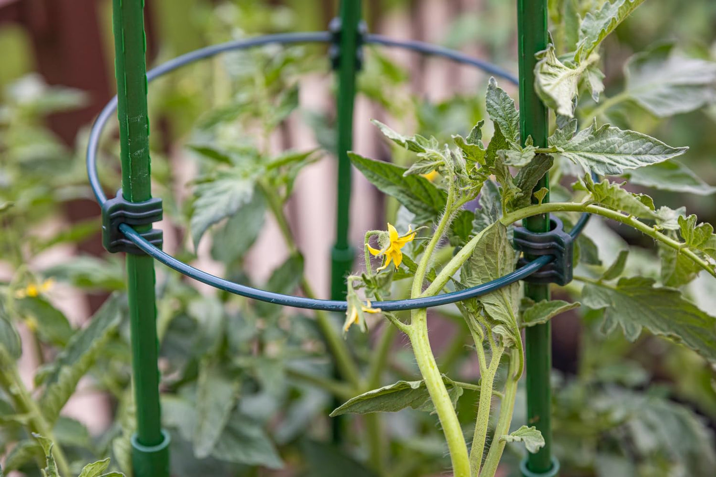 Gardzen 3-Pack Tomato Cage, Plants Support, Trellis Climbing Ring Cage, Stand for Pepper Eggplant Tomato Flowers