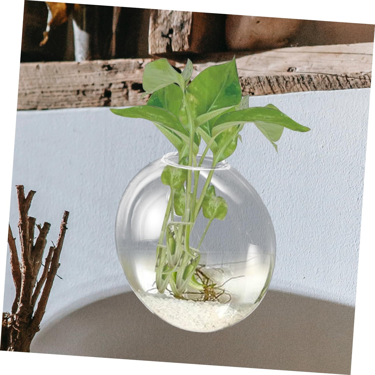 Ciieeo Glass Terrarium Wall-Mounted Hydroponic Vase Space-Saving Plant Holder Elegant Wall Decor Easy Care Plants