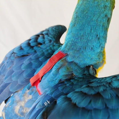Adjustable Bird Harness with 78.7 Inch Leash, Outdoor Flying Training Rope Kit for Bird Parrots, Parrot Flying Rope Straps Outdoor Training Traction Rope for Small Medium Large Size Birds (M)