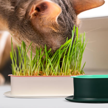 Ipetboom Cat Grass Planters Indoor Hydroponic Soilless Growing Box with Large Water Reservoir Practical Cat Grass Pot for Easy Home Cultivation 7.44X4.84X1.77In