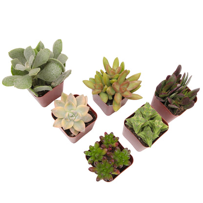 Succulents Plants Live (6PK) Potted Succulent Plants Live House Plants, Cactus Plants Live Plants Indoor Plants Live Houseplants, Indoor Plant Succulents Live Plant House Plant by Plants for Pets